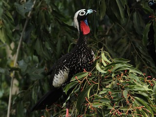  - Black-fronted Piping-Guan