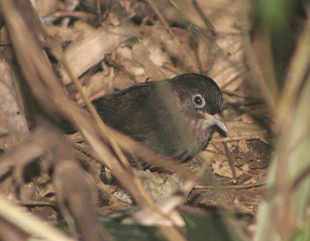 Sooty Babbler - ML729331