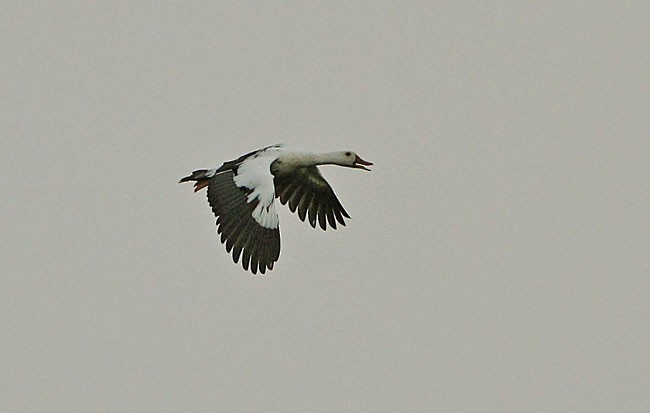 White-winged Duck - ML729339