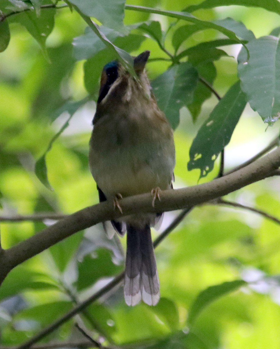 Tody Motmot - ML72934111