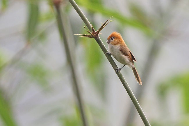 Pale-billed Parrotbill - ML729345