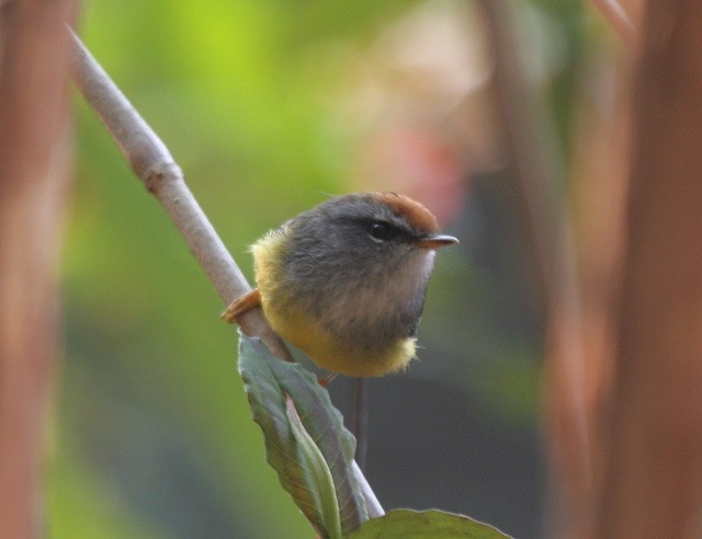 Broad-billed Warbler - ML729347