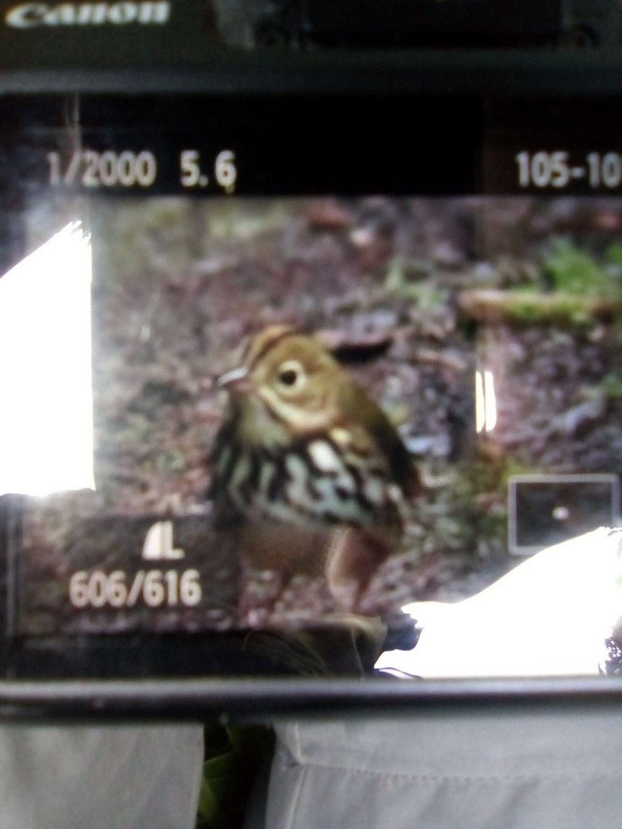 Ovenbird - ML72935651