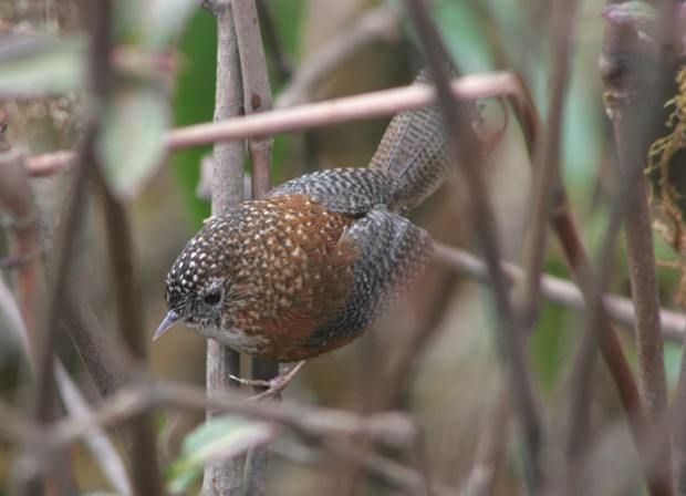 Bar-winged Wren-Babbler - James Eaton