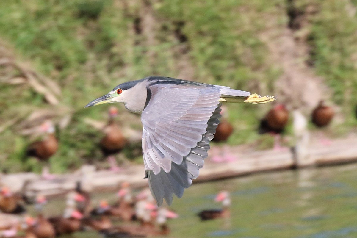 Black-crowned Night Heron - ML72935921