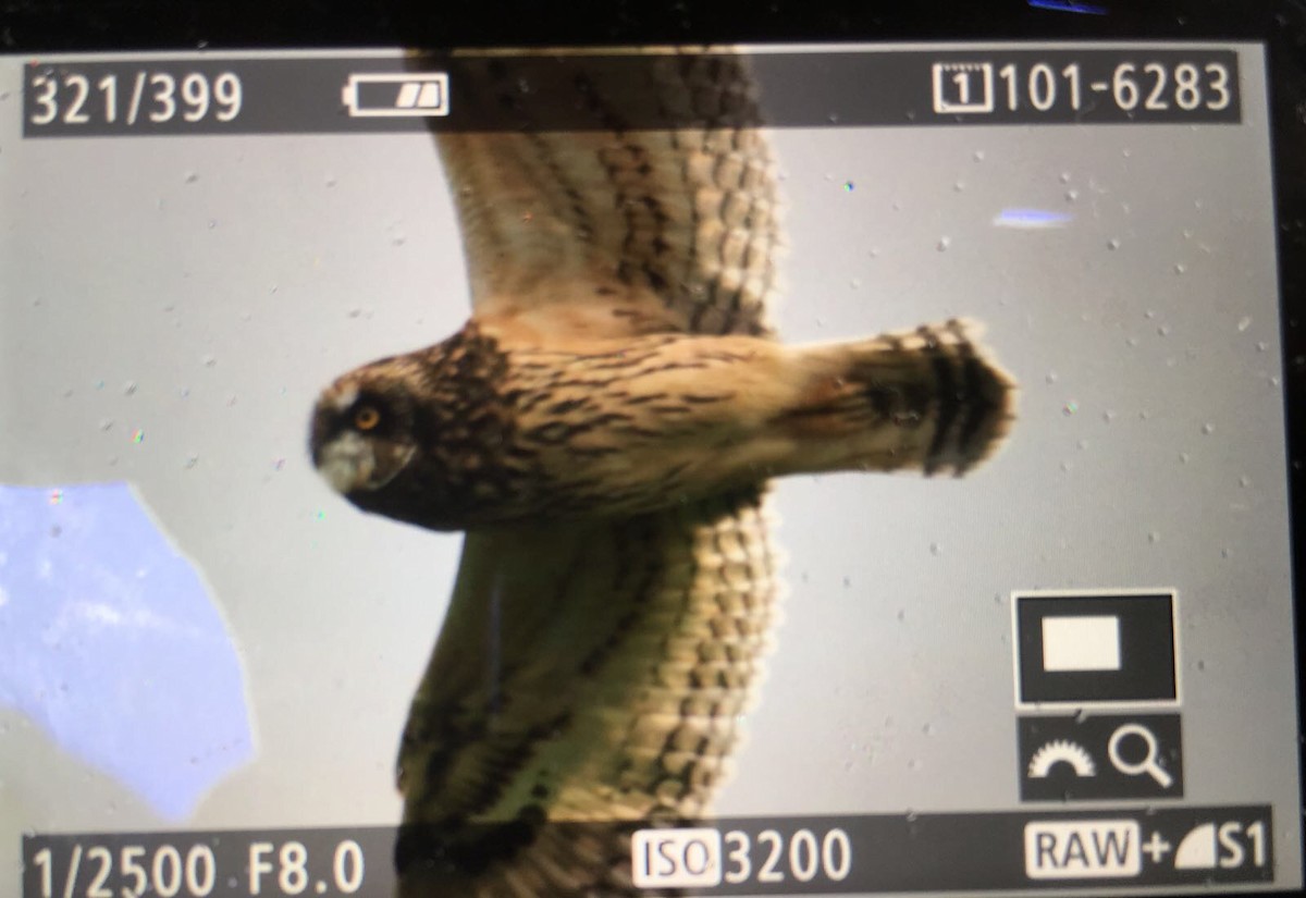 Short-eared Owl - ML72936421