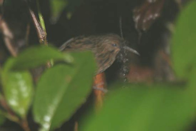 Long-billed Wren-Babbler - James Eaton