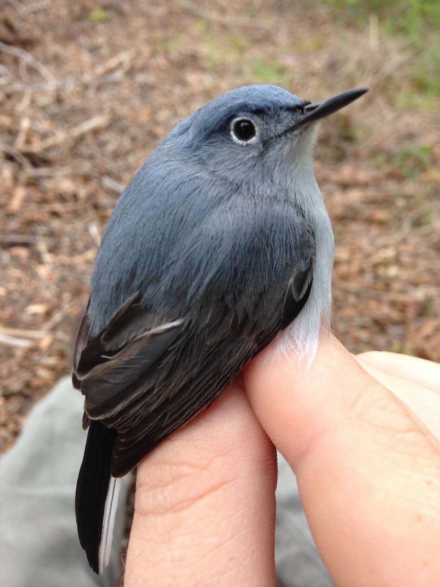 Blue-gray Gnatcatcher - ML72939421