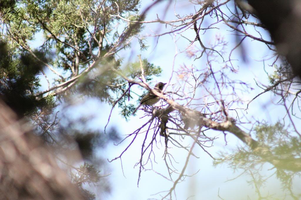 Gray Vireo - ML72939811