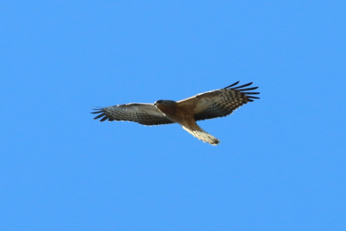 European Honey-buzzard - ML72940071