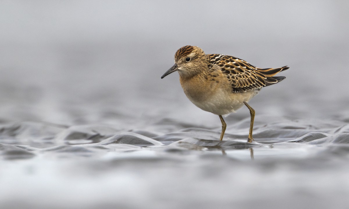 Sharp-tailed Sandpiper - Zak Pohlen