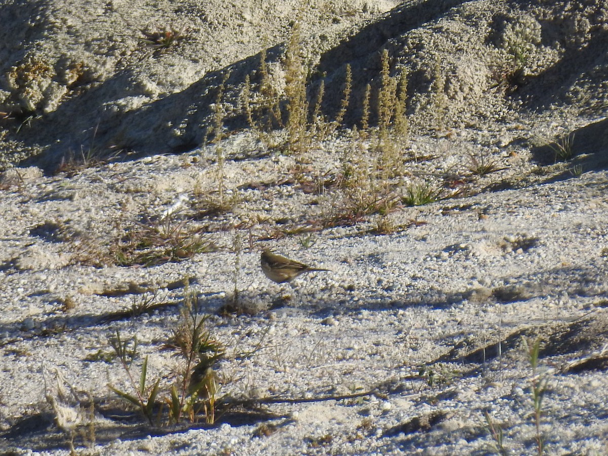 American Pipit - ML72942571