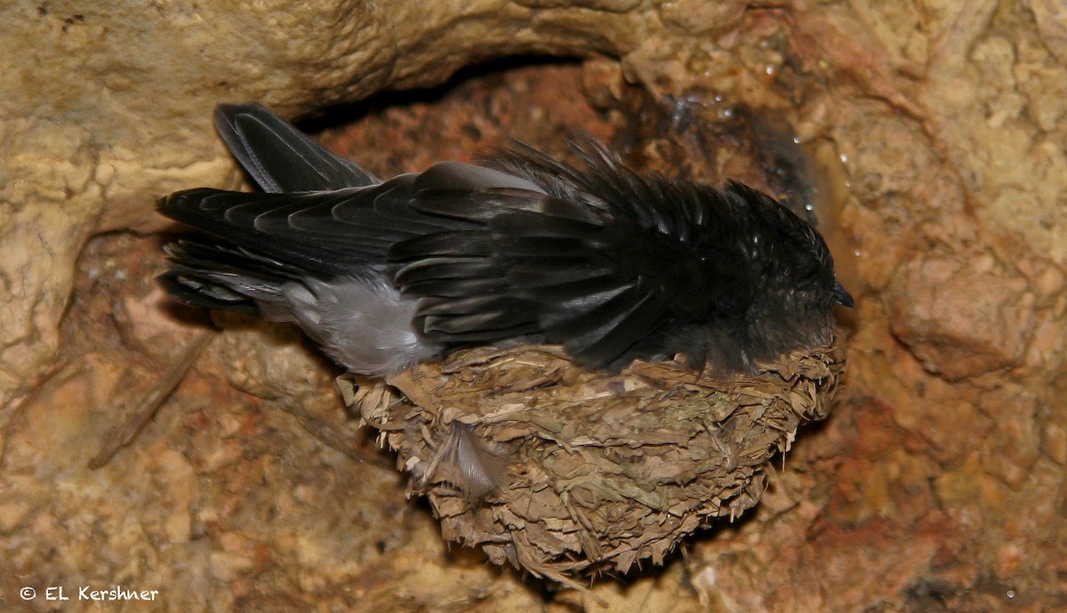 Mariana Swiftlet - Eric Kershner