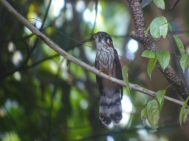 Moustached Hawk-Cuckoo - ML729431