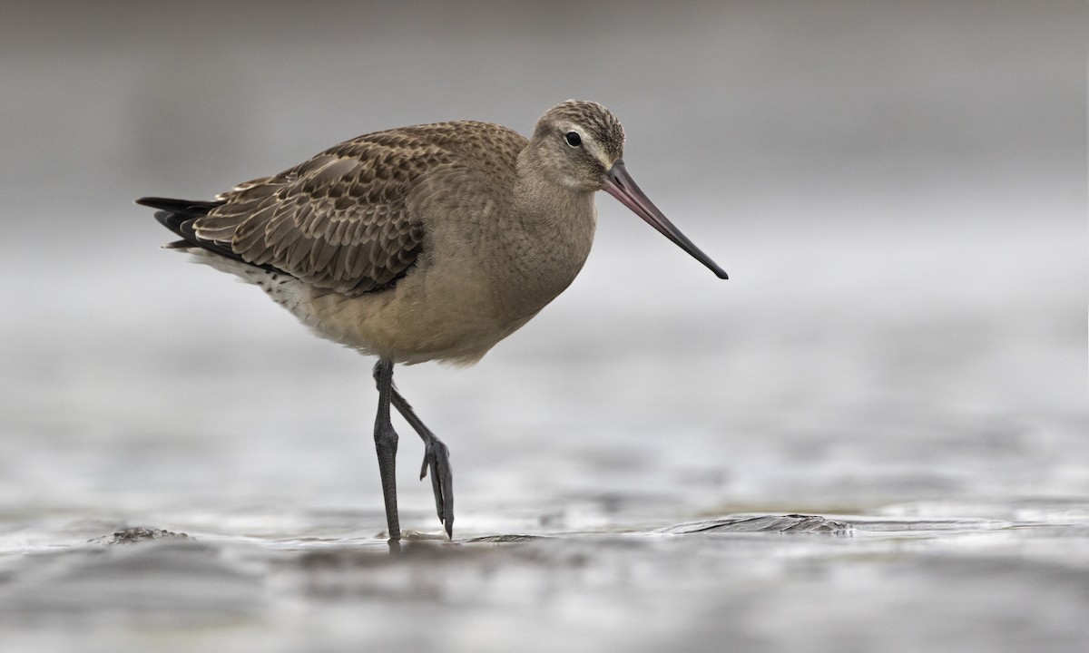 Hudsonian Godwit - ML72943161