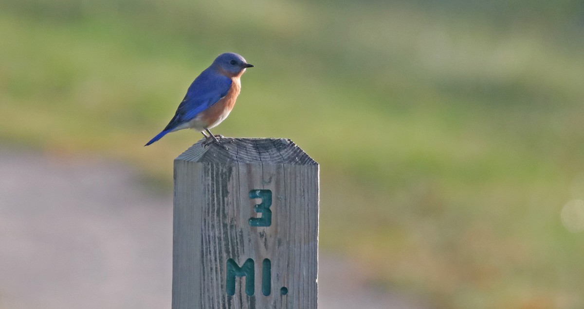 Eastern Bluebird - Debbie Parker