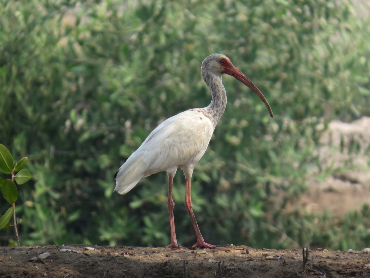 White Ibis - John van Dort