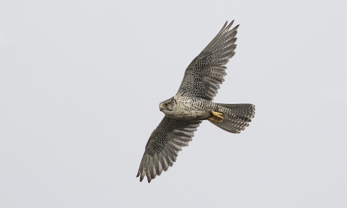 Gyrfalcon - ML72943911