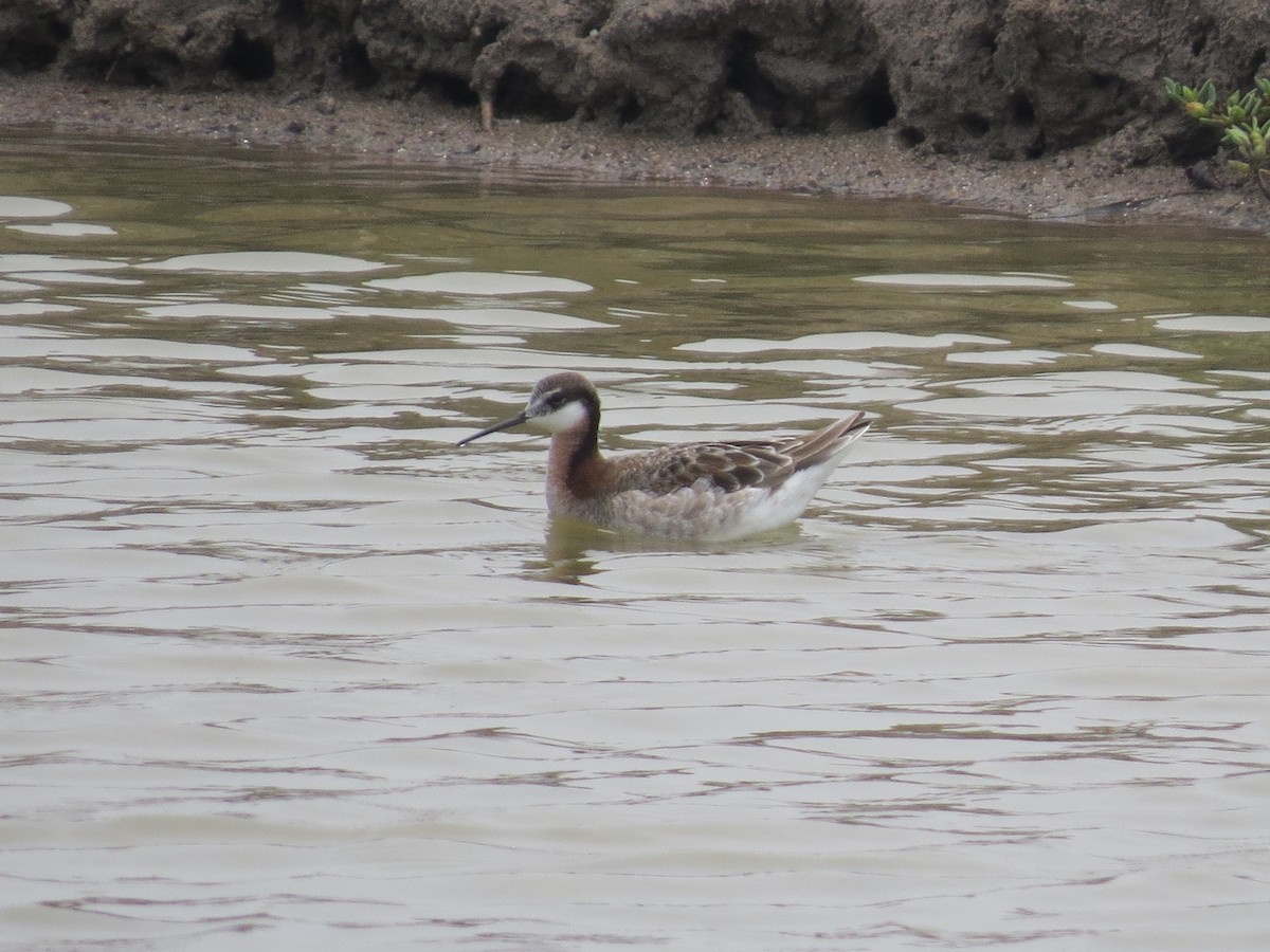 Falaropo Tricolor - ML72944201