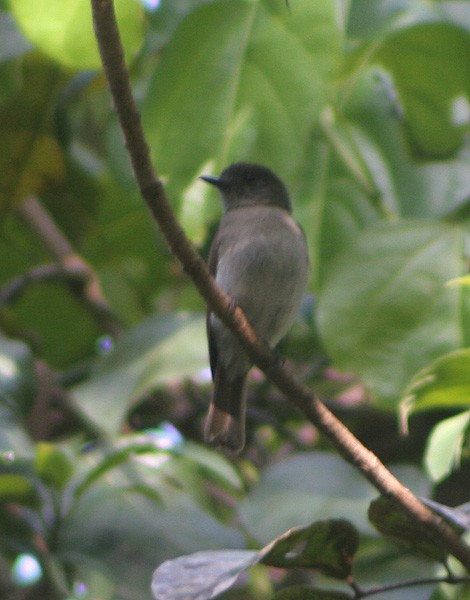 Sumba Jungle Flycatcher - ML729443