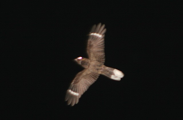 Mees's Nightjar - ML729446