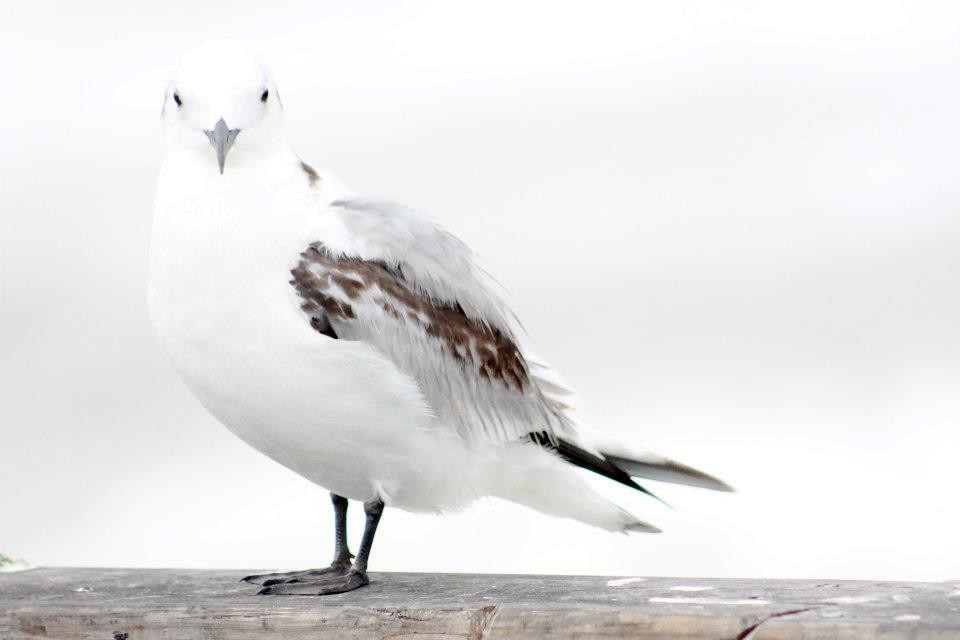 Black-legged Kittiwake - Corey Lange