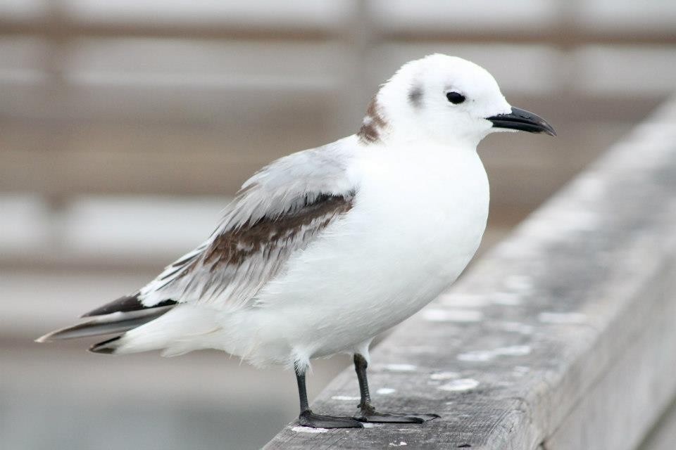 Black-legged Kittiwake - ML72944841