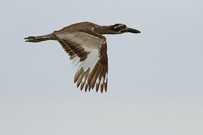 Beach Thick-knee - ML729461