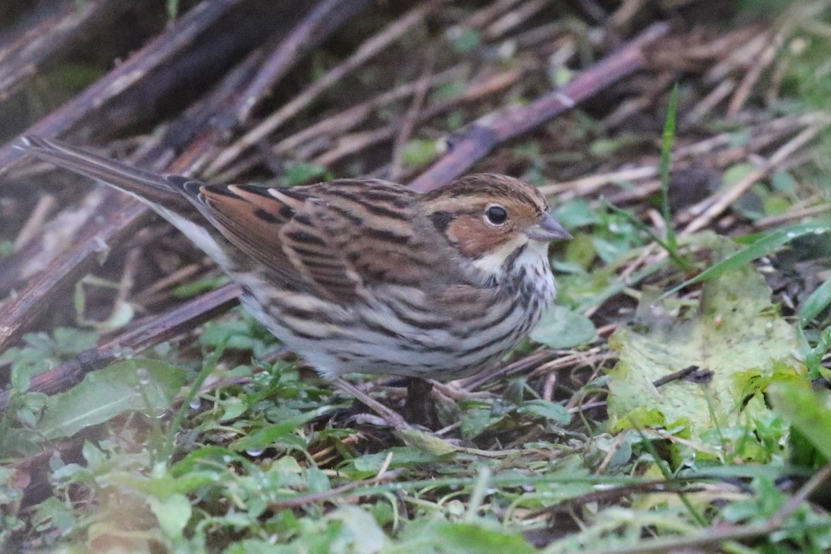 Little Bunting - ML72946241