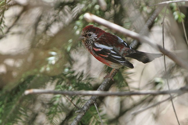 Three-banded Rosefinch - ML729485