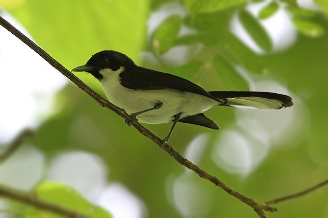 Black-chinned Monarch - James Eaton