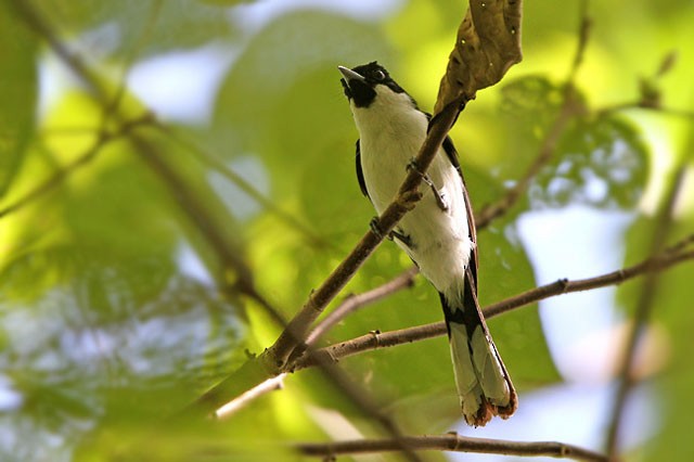 Black-chinned Monarch - ML729488