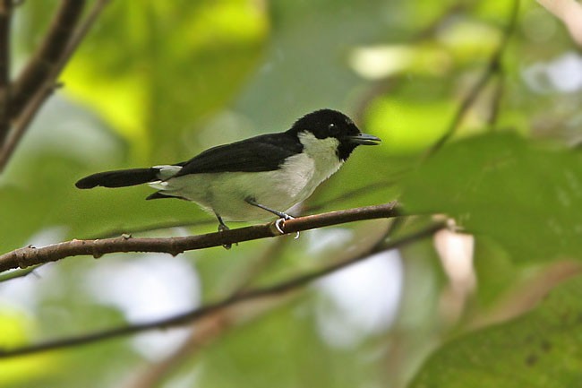 Black-chinned Monarch - ML729489