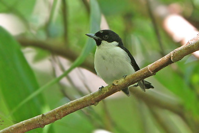 Black-chinned Monarch - ML729490