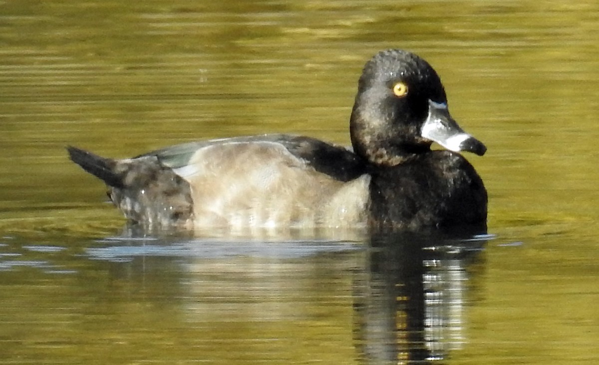 Ring-necked Duck - ML72950011