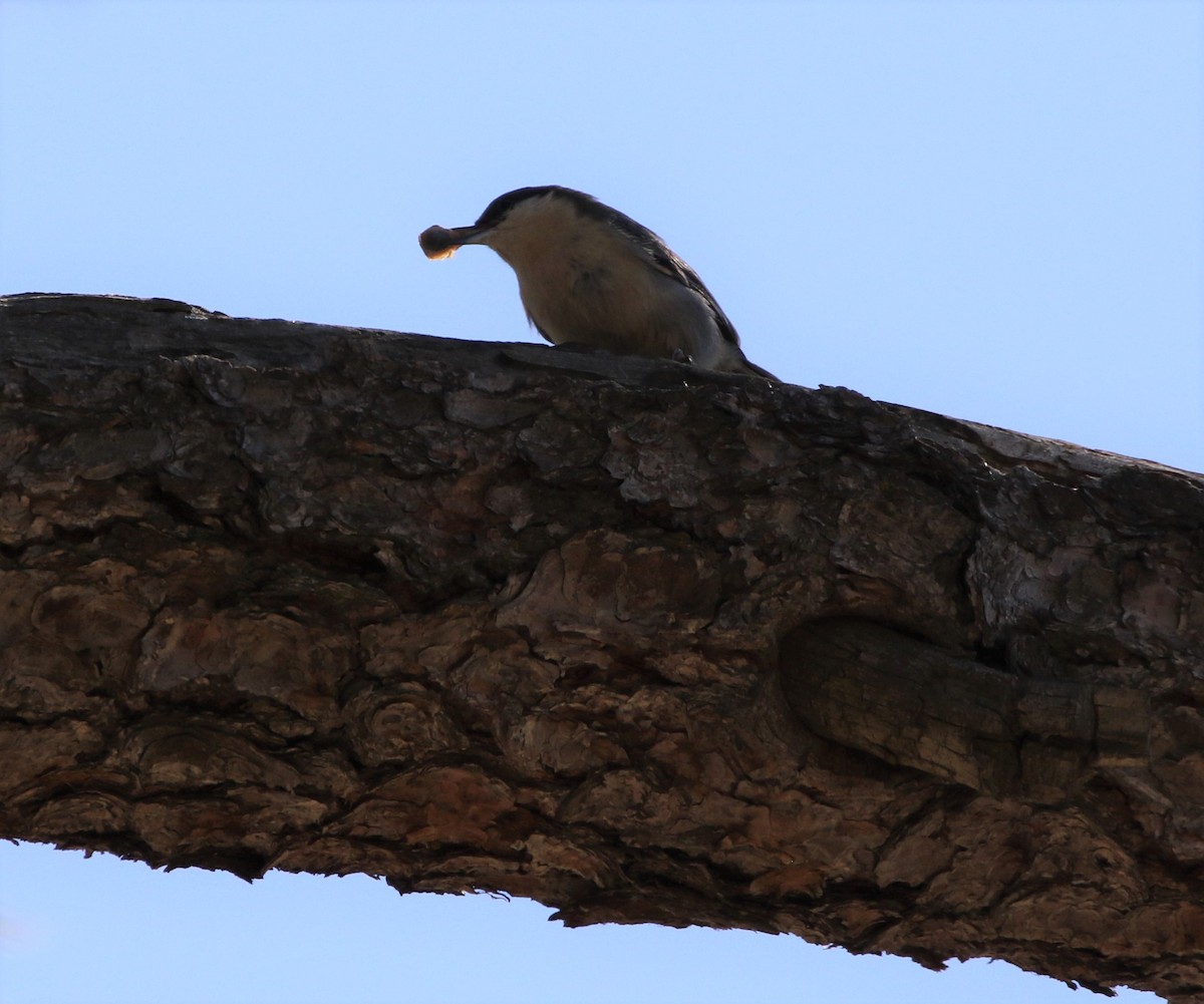 White-breasted Nuthatch - ML72950471