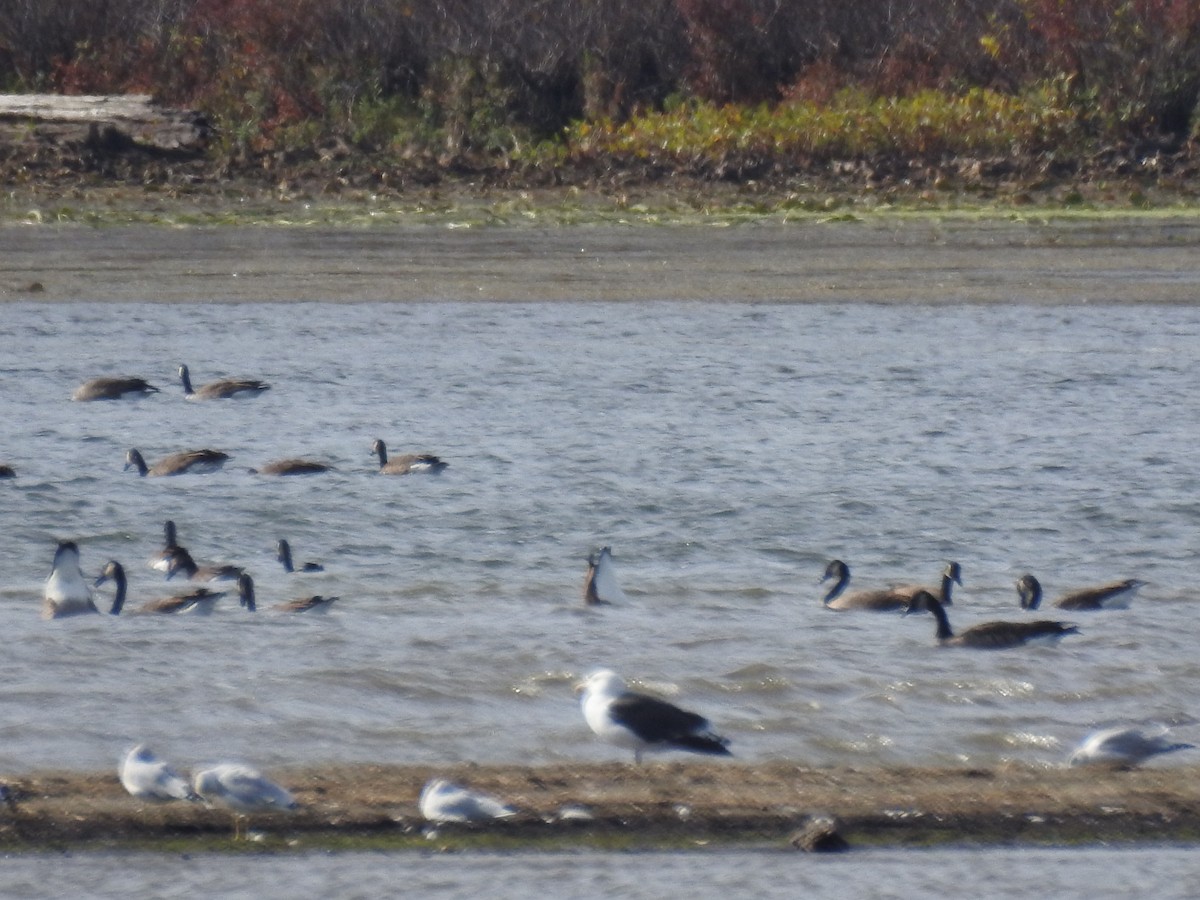 Great Black-backed Gull - ML72950561