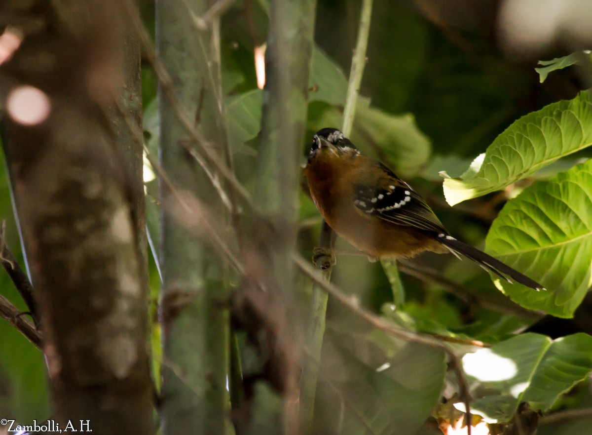 Ferruginous Antbird - ML72950951