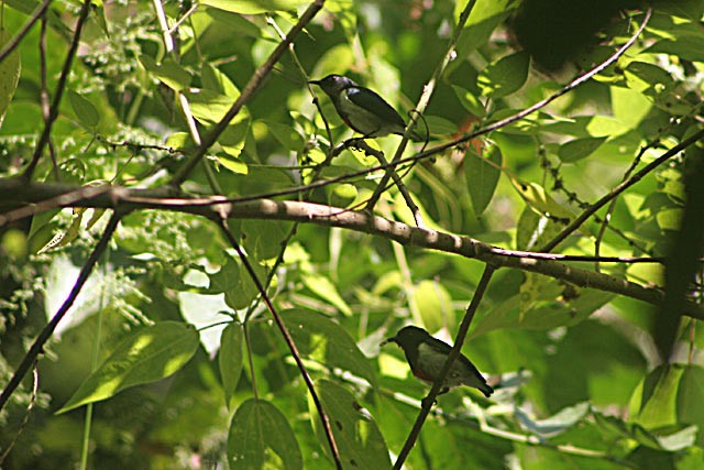 Scarlet-collared Flowerpecker - James Eaton