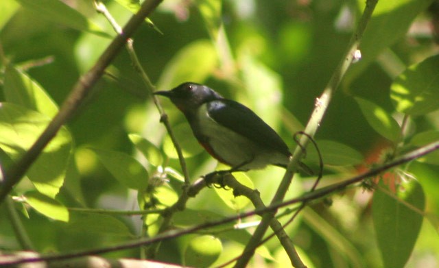 Scarlet-collared Flowerpecker - ML729511