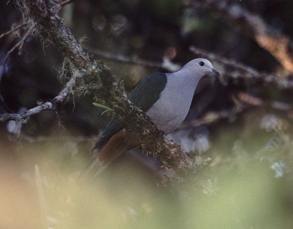 Gray-headed Imperial-Pigeon - ML729539