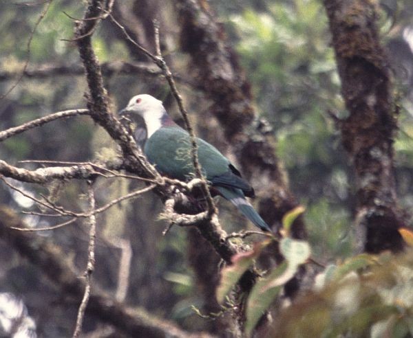 Сероголовый плодовый голубь - ML729540