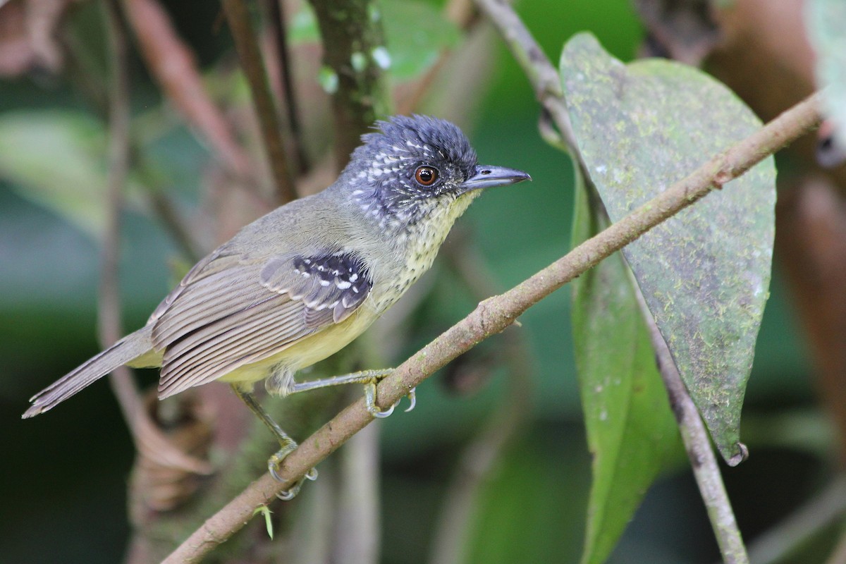 Spot-breasted Antvireo - Guilherme  Willrich