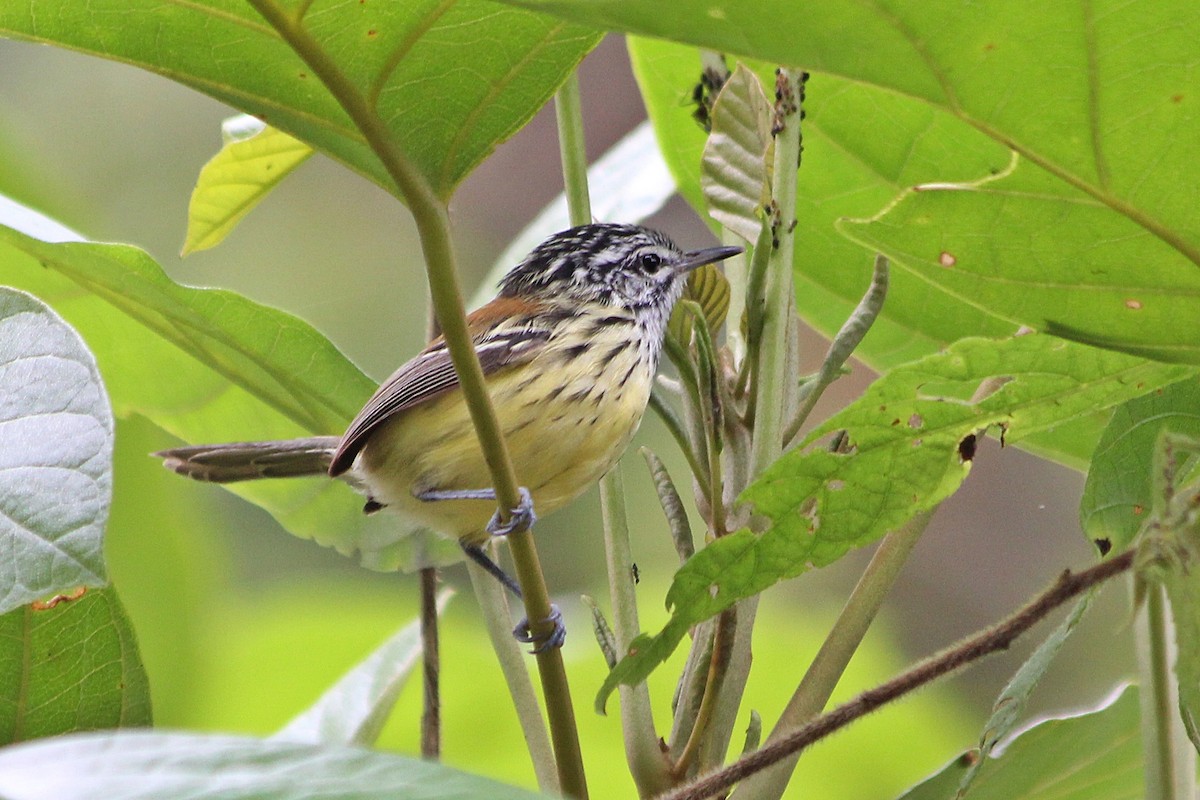 Streak-capped Antwren - ML72954901