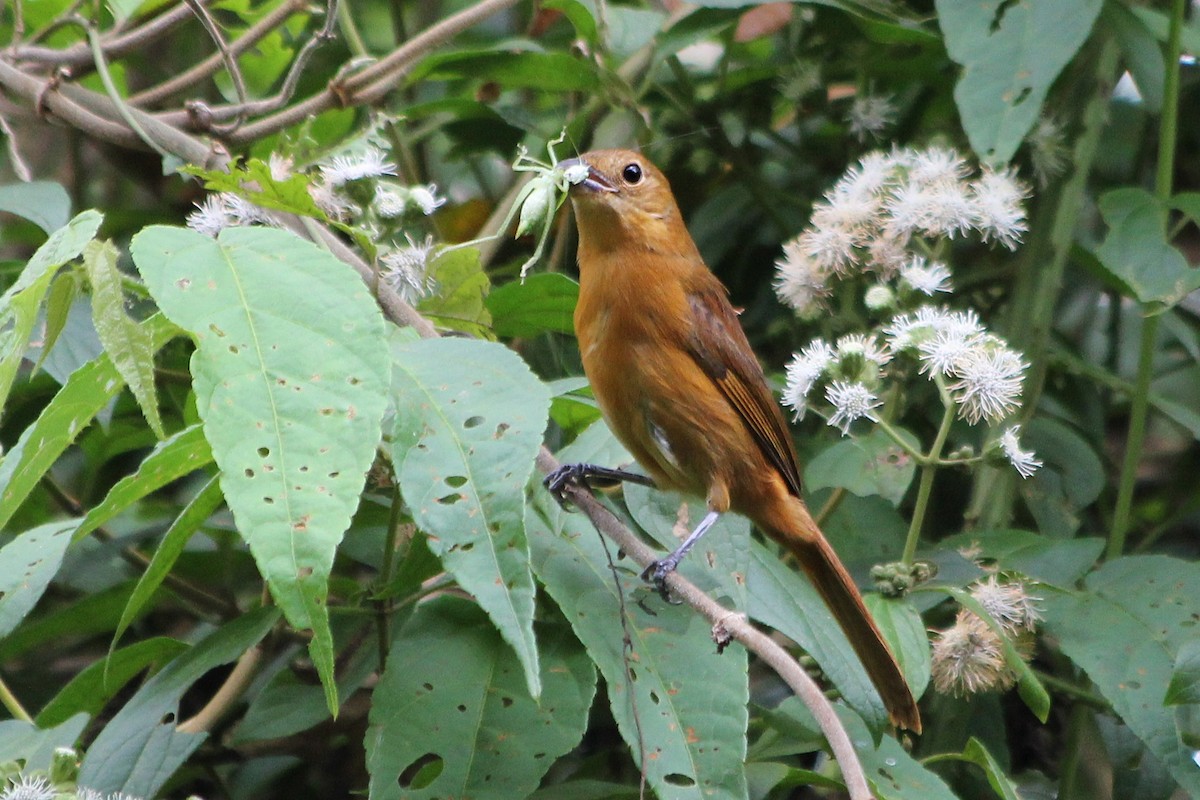 Flame-crested Tanager - ML72955151