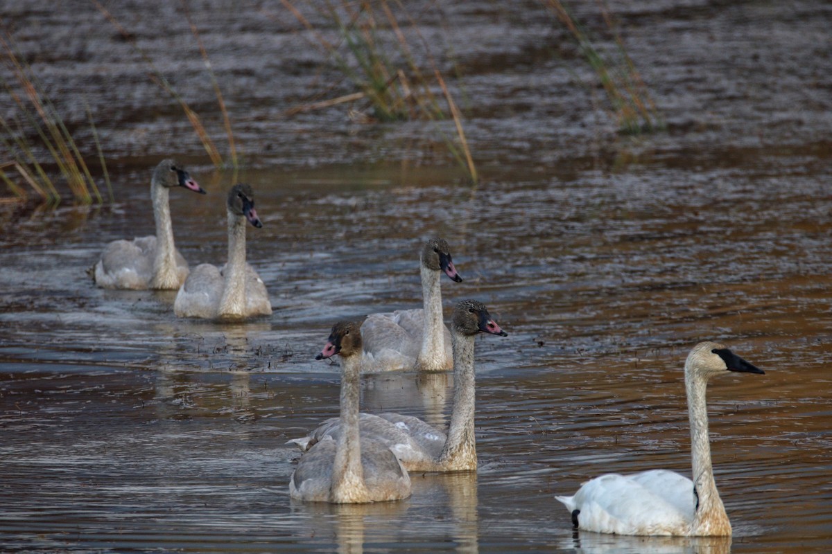 Trumpeter Swan - Jeff Plante