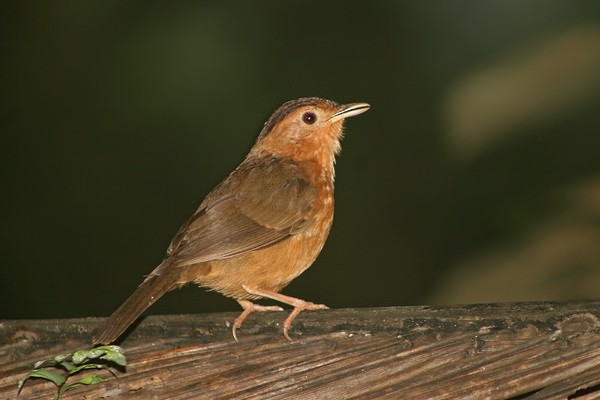 Brown-capped Babbler - ML729560