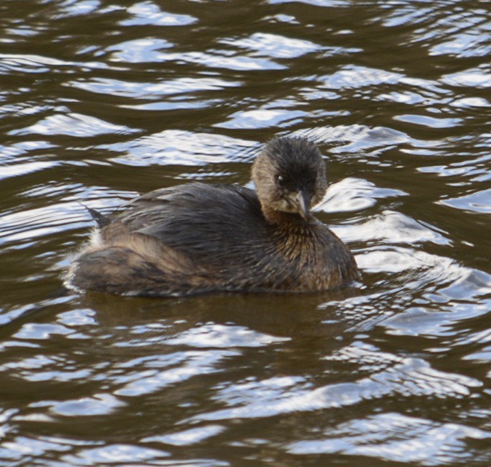 Pied-billed Grebe - ML72957201