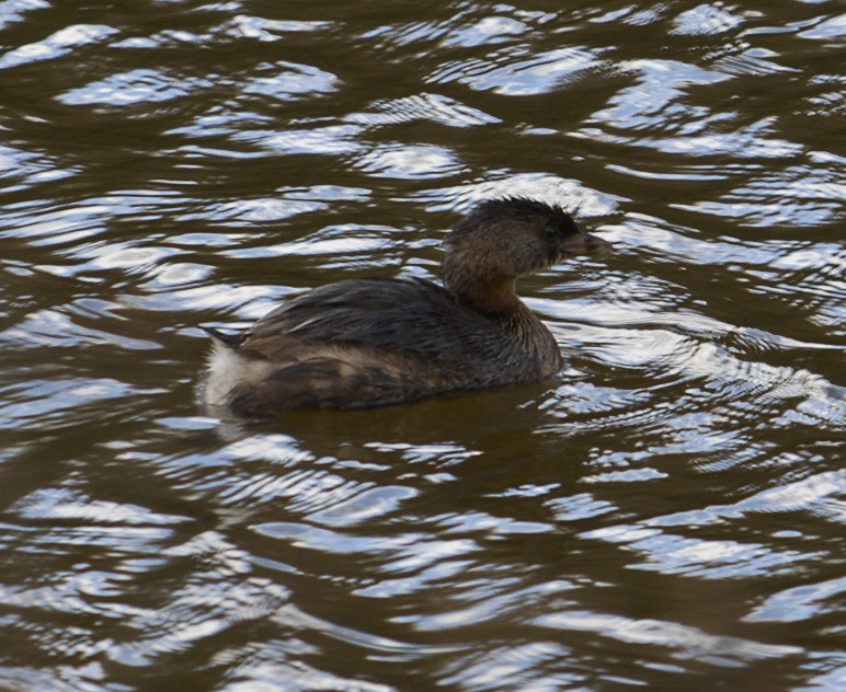 Pied-billed Grebe - ML72957211