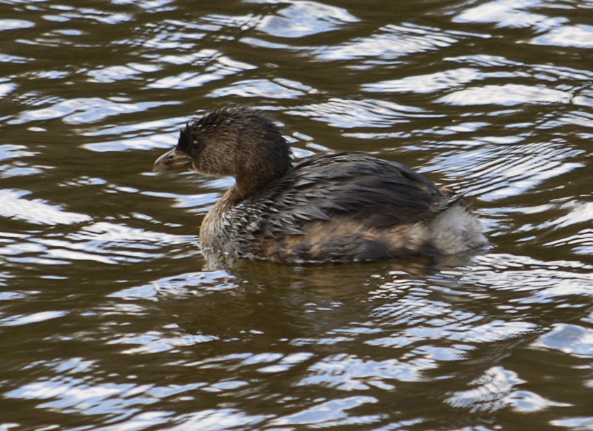 Pied-billed Grebe - ML72957231